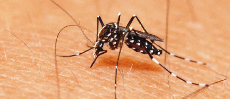 combate-a-dengue-prevencao-da-dengue-administradora-de-condominios-em-bh
